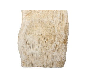 Versteend hout (varen) ruw staand 14 x 13 x 6 cm | 1392 gram
