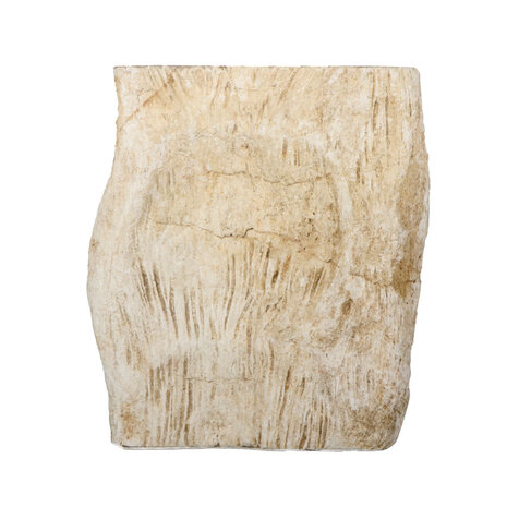 Versteend hout (varen) ruw staand 14 x 13 x 6 cm | 1392 gram