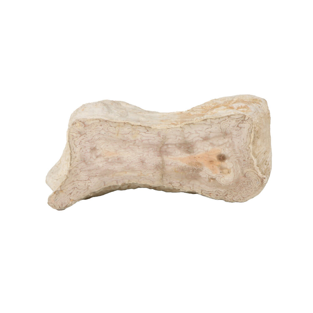 Versteend hout (varen) ruw staand 14 x 13 x 6 cm | 1392 gram