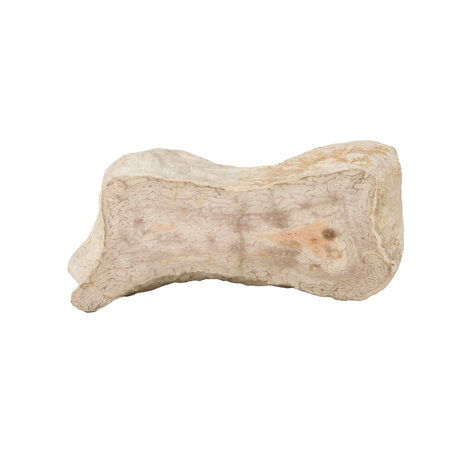 Versteend hout (varen) ruw staand 14 x 13 x 6 cm | 1392 gram