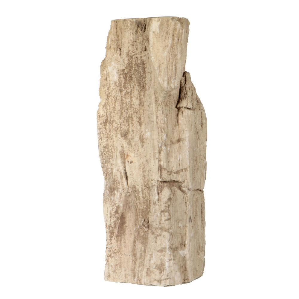 Versteend hout (varen) ruw staand 24 x 10 x 7,5 cm | 1890 gram Versteend hout (varen) ruw staand 24 x 10 x 7,5 cm | 1890 gram