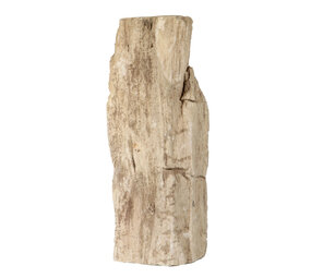 Versteend hout (varen) ruw staand 24 x 10 x 7,5 cm | 1890 gram Versteend hout (varen) ruw staand 24 x 10 x 7,5 cm | 1890 gram