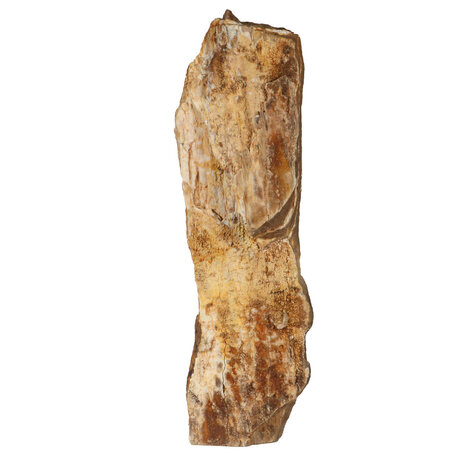 Versteend hout met kristallen ruw staand 38 x 20 x 11 cm | 7560 gram