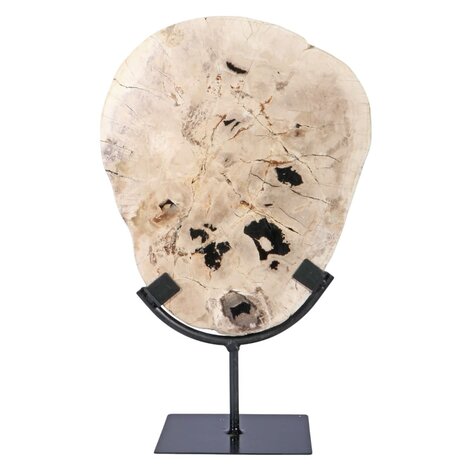 Versteend hout schijf gepolijst op standaard 25,5 x 21 x 2 cm | 1956 gram