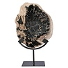 Versteend hout schijf gepolijst op standaard 25 x 21 x 2 cm | 2192 gram Versteend hout schijf gepolijst op standaard 25 x 21 x 2 cm | 2192 gram