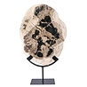 Versteend hout schijf gepolijst op standaard 30,5 x 23 x 2 cm | 2420 gram Versteend hout schijf gepolijst op standaard 30,5 x 23 x 2 cm | 2420 gram