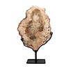 Versteend hout schijf gepolijst op standaard 17 x 12,5 x 1,5 cm | 679 gram Versteend hout schijf gepolijst op standaard 17 x 12,5 x 1,5 cm | 679 gram