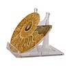 Ammoniet fossiel paar gepolijst 11 x 8,5 x 2,5 cm | 243 gram Ammoniet fossiel paar gepolijst 11 x 8,5 x 2,5 cm | 243 gram