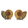 Ammoniet fossiel paar gepolijst 11 x 9 x 2,5 cm | 272 gram Ammoniet fossiel paar gepolijst 11 x 9 x 2,5 cm | 272 gram