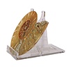 Ammoniet fossiel paar gepolijst 11 x 9 x 2,5 cm | 272 gram Ammoniet fossiel paar gepolijst 11 x 9 x 2,5 cm | 272 gram