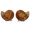 Ammoniet fossiel paar gepolijst 11,5 x 9,5 x 3 cm | 302 gram Ammoniet fossiel paar gepolijst 11,5 x 9,5 x 3 cm | 302 gram