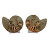 Ammoniet fossiel paar gepolijst 12 x 10 x 3 cm | 345 gram Ammoniet fossiel paar gepolijst 12 x 10 x 3 cm | 345 gram