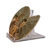 Ammoniet fossiel paar gepolijst 12 x 10 x 3 cm | 345 gram Ammoniet fossiel paar gepolijst 12 x 10 x 3 cm | 345 gram