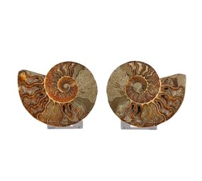 Ammoniet fossiel paar gepolijst 13 x 10,5 x 3 cm | 397 gram Ammoniet fossiel paar gepolijst 13 x 10,5 x 3 cm | 397 gram