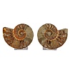 Ammoniet fossiel paar gepolijst 13 x 10,5 x 3 cm | 397 gram Ammoniet fossiel paar gepolijst 13 x 10,5 x 3 cm | 397 gram