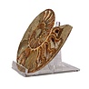 Ammoniet fossiel paar gepolijst 13 x 10,5 x 3 cm | 397 gram Ammoniet fossiel paar gepolijst 13 x 10,5 x 3 cm | 397 gram