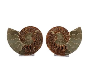 Ammoniet fossiel paar gepolijst 14,5 x 11,5 x 3,5 cm | 520 gram Ammoniet fossiel paar gepolijst 14,5 x 11,5 x 3,5 cm | 520 gram