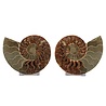 Ammoniet fossiel paar gepolijst 14,5 x 11,5 x 3,5 cm | 520 gram Ammoniet fossiel paar gepolijst 14,5 x 11,5 x 3,5 cm | 520 gram