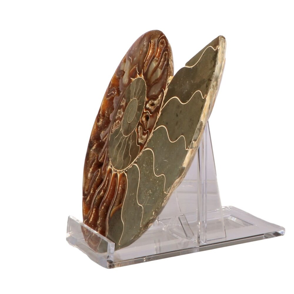 Ammoniet fossiel paar gepolijst 14,5 x 11,5 x 3,5 cm | 520 gram