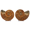Ammoniet fossiel paar gepolijst 15 x 12 x 3,5 cm | 585 gram Ammoniet fossiel paar gepolijst 15 x 12 x 3,5 cm | 585 gram