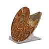 Ammoniet fossiel paar gepolijst 15 x 12 x 3,5 cm | 585 gram Ammoniet fossiel paar gepolijst 15 x 12 x 3,5 cm | 585 gram