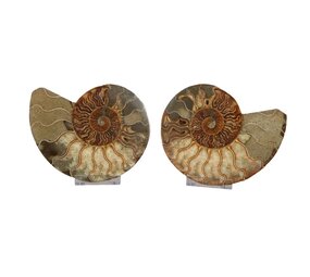 Ammoniet fossiel paar gepolijst 15,5 x 12,5 x 3,5 cm | 710 gram Ammoniet fossiel paar gepolijst 15,5 x 12,5 x 3,5 cm | 710 gram
