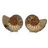 Ammoniet fossiel paar gepolijst 15,5 x 12,5 x 3,5 cm | 710 gram Ammoniet fossiel paar gepolijst 15,5 x 12,5 x 3,5 cm | 710 gram