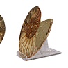 Ammoniet fossiel paar gepolijst 15,5 x 12,5 x 3,5 cm | 710 gram Ammoniet fossiel paar gepolijst 15,5 x 12,5 x 3,5 cm | 710 gram