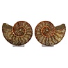Ammoniet fossiel paar gepolijst 15 x 12 x 3,5 cm | 738 gram Ammoniet fossiel paar gepolijst 15 x 12 x 3,5 cm | 738 gram