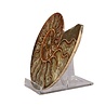 Ammoniet fossiel paar gepolijst 15 x 12 x 3,5 cm | 738 gram Ammoniet fossiel paar gepolijst 15 x 12 x 3,5 cm | 738 gram