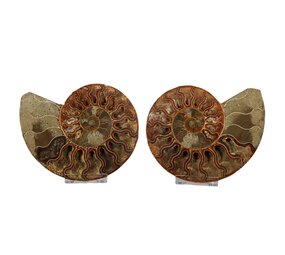 Ammoniet fossiel paar gepolijst 16,5 x 13,5 x 4 cm | 742 gram Ammoniet fossiel paar gepolijst 16,5 x 13,5 x 4 cm | 742 gram