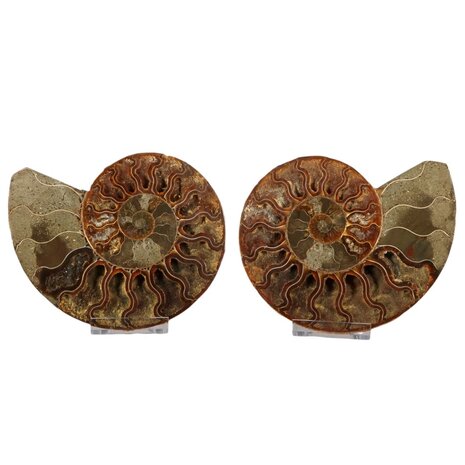 Ammoniet fossiel paar gepolijst 16,5 x 13,5 x 4 cm | 742 gram Ammoniet fossiel paar gepolijst 16,5 x 13,5 x 4 cm | 742 gram