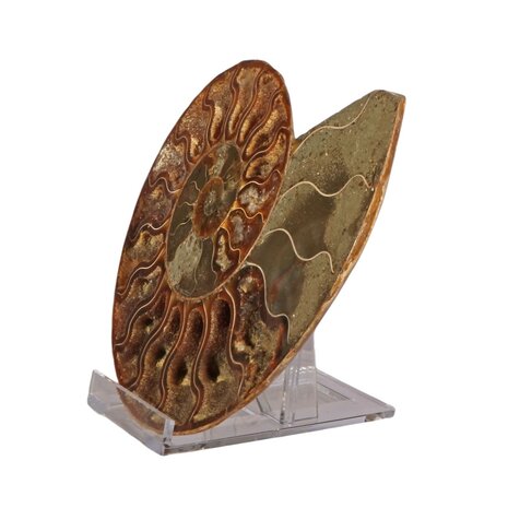 Ammoniet fossiel paar gepolijst 16,5 x 13,5 x 4 cm | 742 gram Ammoniet fossiel paar gepolijst 16,5 x 13,5 x 4 cm | 742 gram