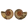 Ammoniet fossiel paar gepolijst 16 x 13 x 4 cm | 887 gram Ammoniet fossiel paar gepolijst 16 x 13 x 4 cm | 887 gram