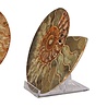 Ammoniet fossiel paar gepolijst 16 x 13 x 4 cm | 887 gram Ammoniet fossiel paar gepolijst 16 x 13 x 4 cm | 887 gram