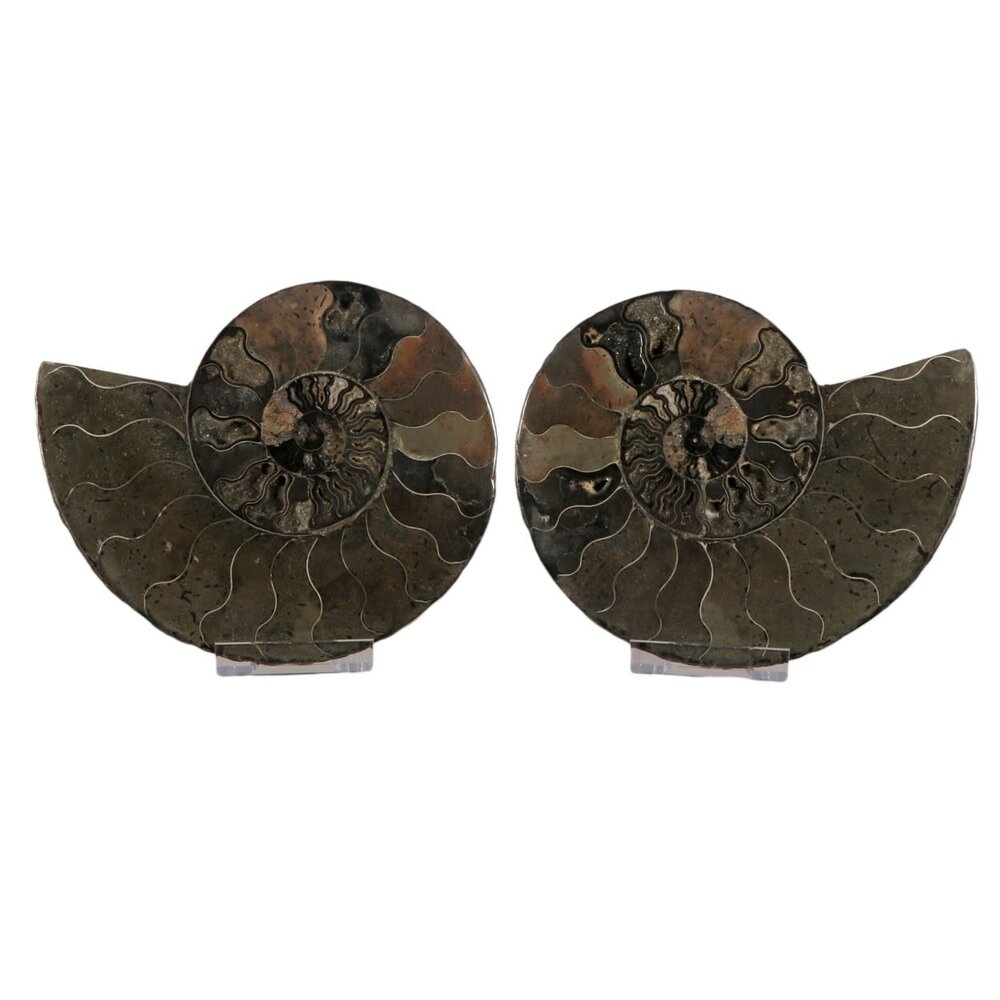 Ammoniet fossiel paar gepolijst 17,5 x 14 x 4 cm | 1013 gram