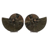 Ammoniet fossiel paar gepolijst 17,5 x 14 x 4 cm | 1013 gram Ammoniet fossiel paar gepolijst 17,5 x 14 x 4 cm | 1013 gram