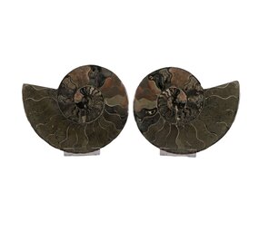 Ammoniet fossiel paar gepolijst 17,5 x 14 x 4 cm | 1013 gram Ammoniet fossiel paar gepolijst 17,5 x 14 x 4 cm | 1013 gram