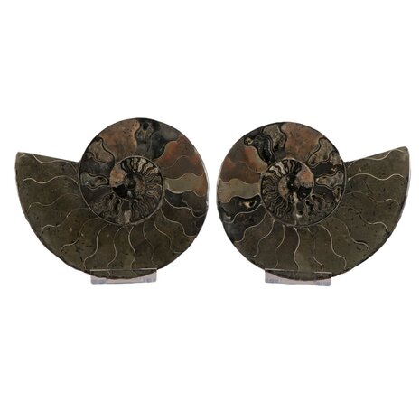 Ammoniet fossiel paar gepolijst 17,5 x 14 x 4 cm | 1013 gram