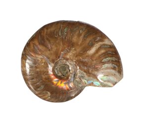 Ammoniet fossiel geopaliseerd 9 x 6,5 x 2,5 cm | 178 gram Ammoniet fossiel geopaliseerd 9 x 6,5 x 2,5 cm | 178 gram