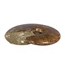 Ammoniet fossiel geopaliseerd 9 x 6,5 x 2,5 cm | 178 gram Ammoniet fossiel geopaliseerd 9 x 6,5 x 2,5 cm | 178 gram