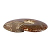 Ammoniet fossiel geopaliseerd 9 x 7,5 x 2,5 cm | 229 gram Ammoniet fossiel geopaliseerd 9 x 7,5 x 2,5 cm | 229 gram