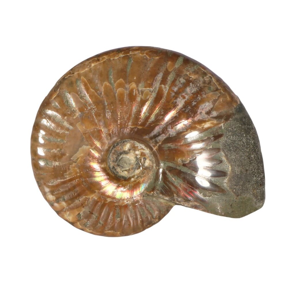 Ammoniet fossiel geopaliseerd 10 x 8,5 x 2,5 cm | 300 gram Ammoniet fossiel geopaliseerd 10 x 8,5 x 2,5 cm | 300 gram