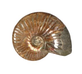 Ammoniet fossiel geopaliseerd 10 x 8,5 x 2,5 cm | 300 gram Ammoniet fossiel geopaliseerd 10 x 8,5 x 2,5 cm | 300 gram