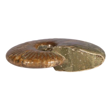 Ammoniet fossiel geopaliseerd 10 x 8,5 x 2,5 cm | 300 gram Ammoniet fossiel geopaliseerd 10 x 8,5 x 2,5 cm | 300 gram