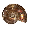 Ammoniet fossiel geopaliseerd 12,5 x 10 x 3 cm | 462 gram Ammoniet fossiel geopaliseerd 12,5 x 10 x 3 cm | 462 gram