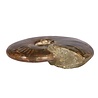 Ammoniet fossiel geopaliseerd 12,5 x 10 x 3 cm | 462 gram Ammoniet fossiel geopaliseerd 12,5 x 10 x 3 cm | 462 gram