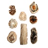 Versteend hout hanger ruw deels gepolijst doorboord Versteend hout hanger ruw deels gepolijst doorboord