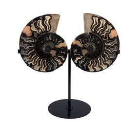 Ammoniet fossiel paar 19,4  x 16 x 2 cm | 2182 gram | op standaard Ammoniet fossiel paar 19,4  x 16 x 2 cm | 2182 gram | op standaard