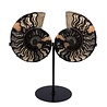 Ammoniet fossiel paar 19,4 x 16 x 2 cm | 2182 gram | op standaard Ammoniet fossiel paar 19,4 x 16 x 2 cm | 2182 gram | op standaard